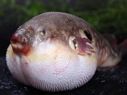 Ikan Buntal: Bisa Kayak Balon, Beracun, dan Tak Bisa Sembarangan Dimakan!