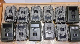 Polisi Ciduk Pencuri 13 Kamera Pemantau Harimau Sumatera