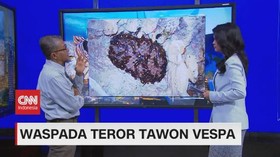 VIDEO: Fakta Seputar Tawon Vespa
