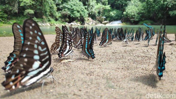 Kupu-kupu di Taman Bantimurung