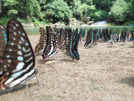 3 Hewan yang Mengalami Metamorfosis Sempurna untuk Dipelajari Oleh Si Kecil