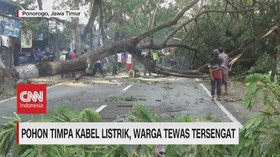 VIDEO: Pohon Timpa Kabel Listrik, Warga Tewas Tersengat