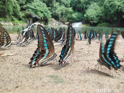 Mau Healing Bersama Keluarga? Coba ke Taman Nasional Bantimurung