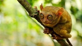 Menyambangi Habitat 'Monyet Hantu' di Bukit Peramun