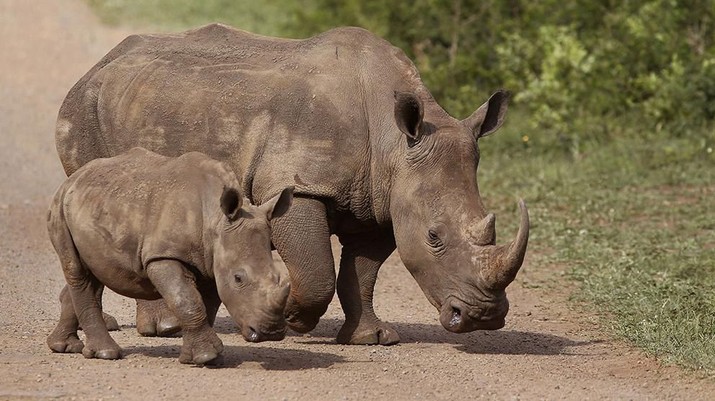 FILE - In this Sunday, Dec. 20, 2015 file photo, rhinos walk in the Hluhluwe-Imfolozi game reserve in South Africa. The African kingdom of Swaziland, which has 73 rhinos, said Monday that it could use funds from the sale of its stockpile of 330 kilograms (727 pounds) of rhino horn to pay for wildlife protection. Delegates, however, rejected the Swazi proposal by a vote of 100 to 26, with 17 abstentions. (AP Photo/Schalk van Zuydam, File)