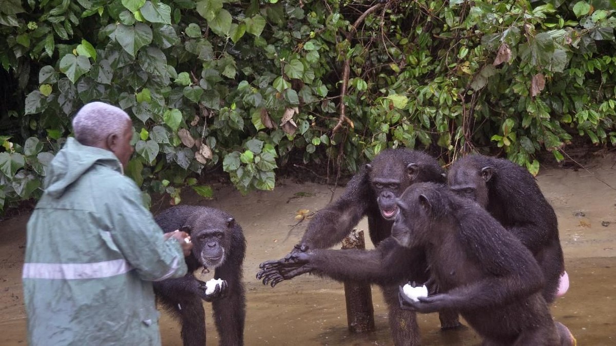 Ilmuwan Kaget Simpanse Bertingkah Serupa Manusia, Korban Berjatuhan