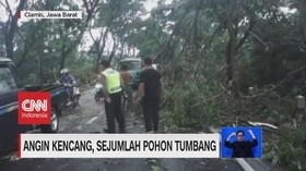 VIDEO: Pengendara Motor Tewas Tertimpa Pohon Tumbang
