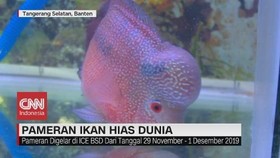 VIDEO: Wujud Ikan Louhan Rp 20 Juta
