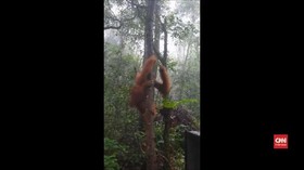 VIDEO: Orang Utan Tapanuli DIlepasliarkan
