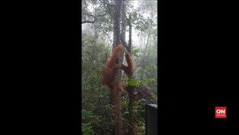 VIDEO: Orang Utan Tapanuli DIlepasliarkan