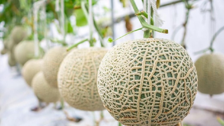 Fresh melon on tree. Cantaloupe. selective focus