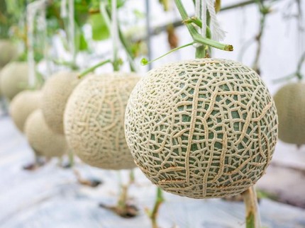 13 Manfaat Melon untuk Ibu Hamil, Bunda Perlu Tahu