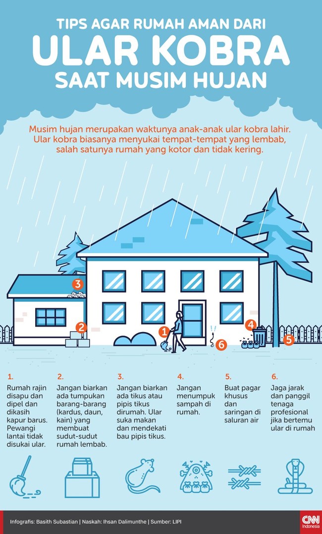 Memasuki musim penghujan, anak ular kobra banyak lahir dan menyukai tempat-tempat hingga rumah warga yang kondisinya lembab.