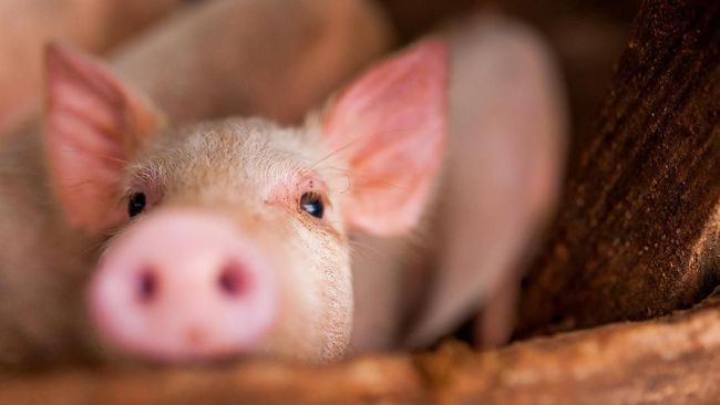 US Successfully Transplants Pig Hearts into Humans