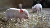 Chimera, Spesies Babi-Monyet Pertama Dunia Lahir di China