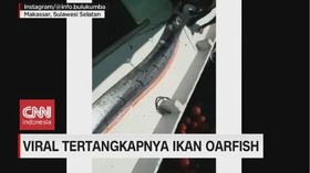 VIDEO: Tertangkapnya Ikan Oarfish di Sulsel Gegerkan Warga