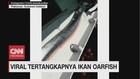 VIDEO: Tertangkapnya Ikan Oarfish di Sulsel Gegerkan Warga