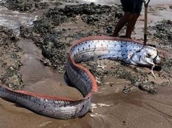 Mengapa Ikan Kiamat Sering Muncul Sebelum Terjadi Bencana Alam? Begini Penjelasannya