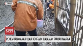 VIDEO: Geger Penemuan 8 Anak Ular Kobra di Halaman Rumah