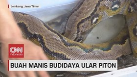 VIDEO: Buah Manis Budidaya Ular Piton