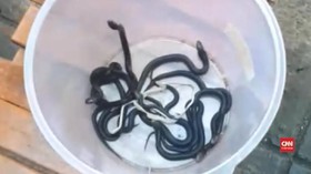 VIDEO: Petugas Temukan 8 Anak Ular Kobra di Cakung Jaktim