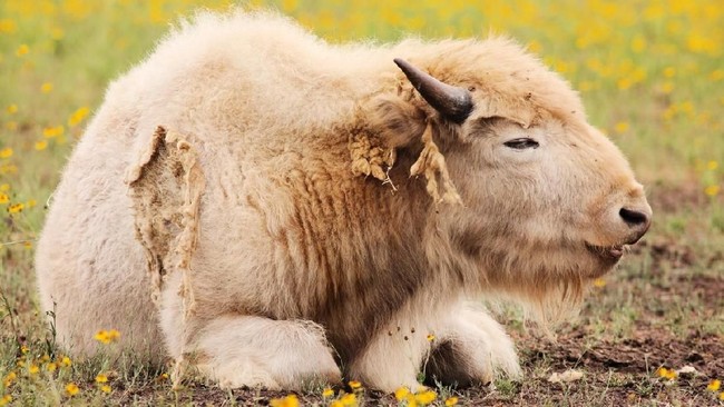 Baru-baru ini China berhasil mengawinkan Babi dan Monyet yang diberi nama Chimera. Sebelum itu, banyak hewan perkawinan silang beda spesies yang juga berhasil.