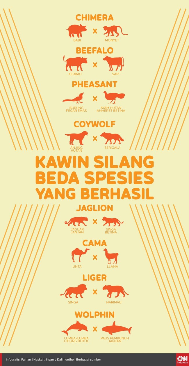 Selain chimera, ada beberapa hewan yang berhasil dikawinkan secara silang dengan spesies yang berbeda.