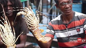 VIDEO: Penyelundupan Benur Lobster Marak, Negara Rugi Rp900 M