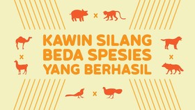 INFOGRAFIS: Hewan Unik Hasil Kawin Silang Beda Spesies