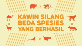 INFOGRAFIS: Hewan Unik Hasil Kawin Silang Beda Spesies