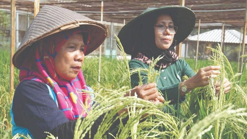 Badan Tenaga Nuklir Nasional (Batan) berupaya membumikan produk hasil ilmu pengetahuan dan teknologi (IPTEK) nuklir untuk kemaslahatan masyarakat.