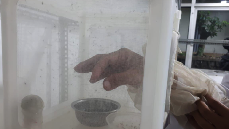 Sebagai daerah tropis, Indonesia masih menduduki peringkat tertinggi dalam jumlah kasus Demam Berdarah Dengue (DBD) di kawasan Asia Tenggara.
