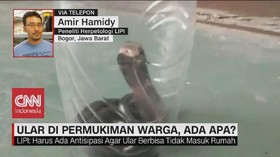 VIDEO: Heboh Ular Masuk Permukiman, Ini Cara Mengatasinya