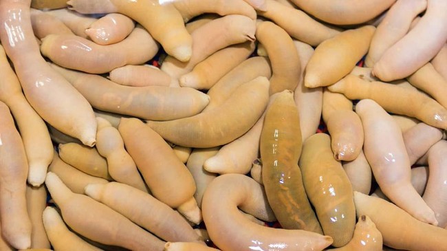 Ribuan cacing berbentuk seperti alat kelamin pria yang dinamai 'Penis Fish' ditemukan terdampar di pantai akibat badai El-Nino.