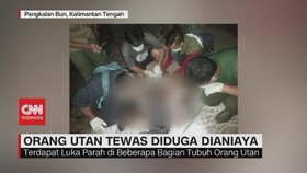 VIDEO: Orang Utan Tewas Diduga Dianiaya