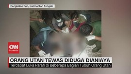 VIDEO: Orang Utan Tewas Diduga Dianiaya