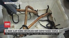 VIDEO: 13 Ular Kobra Ditemukan di Dapur Rumah Warga