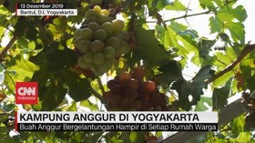 VIDEO: Melihat Uniknya Kampung Anggur di Yogyakarta