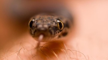 Arti Mimpi Bertemu Ular Ini Kata Pakar