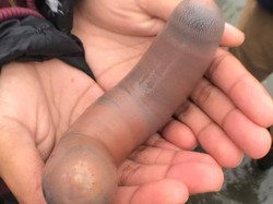 Ikan Penis hingga Lele Barbie, Ikan Viral yang Bikin Netizen Geger