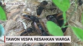 VIDEO: Tawon Vespa Resahkan Warga