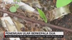 VIDEO: Penemuan Ular Berkepala Dua di Bogor