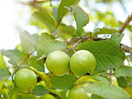 15 Tanaman Buah Cepat Panen yang Mudah Dirawat untuk Pekarangan Rumah