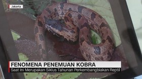VIDEO: Peneliti LIPI Tanggapi Fenomena Penemuan Ular Kobra