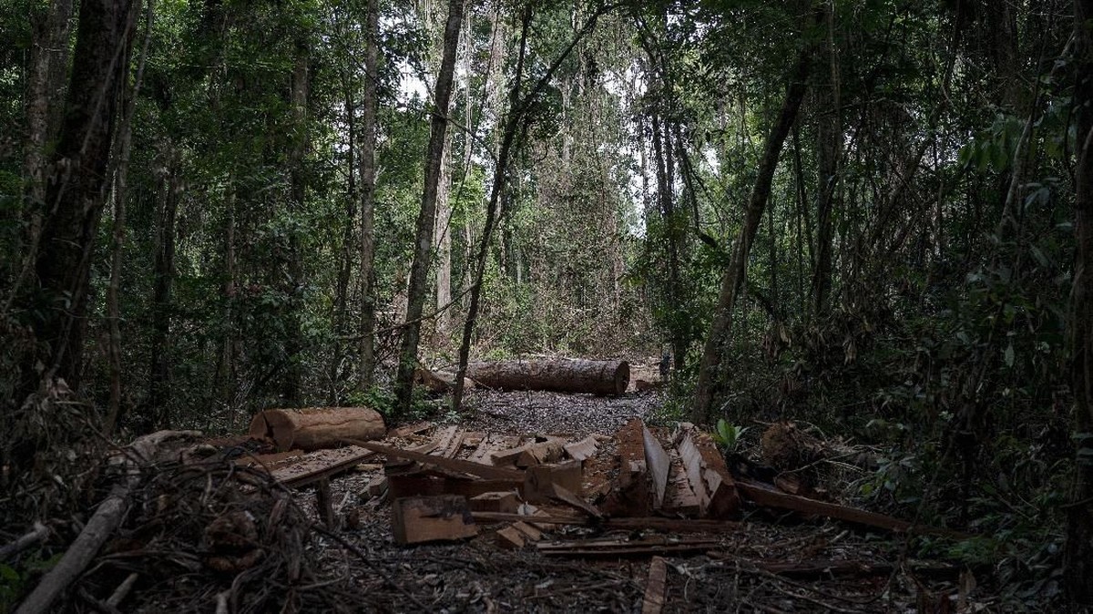 FOTO: Hutan Tropis Amazon di Persimpangan Jalan