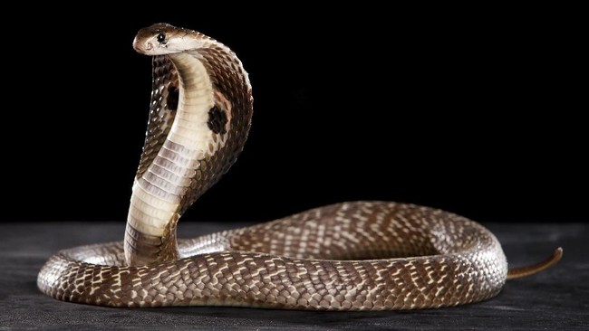Ratusan burung pipiat mati di Cirebon hingga ulang King Cobra yang bersarang di sekolah di Banyuwangi menjadi rangkuman fenomena sepekan terakhir.