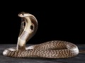 Fenomena Sepekan: Burung Pipit Mati Hingga Muncul King Cobra