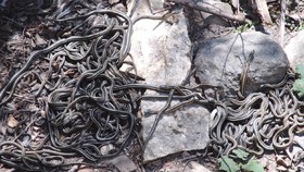 7 Sarang Ular Berbisa di Penjuru Dunia