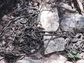Di Momen Valentine, Puluhan Ular Kawin di Florida