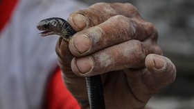 40 Ular Kobra dan Sanca di Jakarta Dilepas ke Gunung Salak